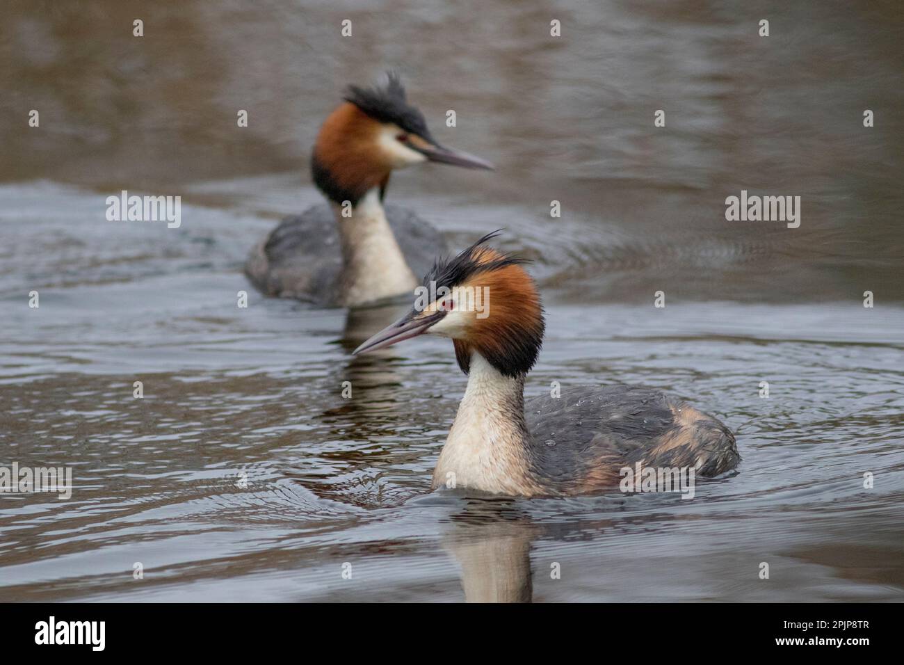 Great Crested Grebes im RSPB Lakenheath fen, 5. April 2023 Stockfoto