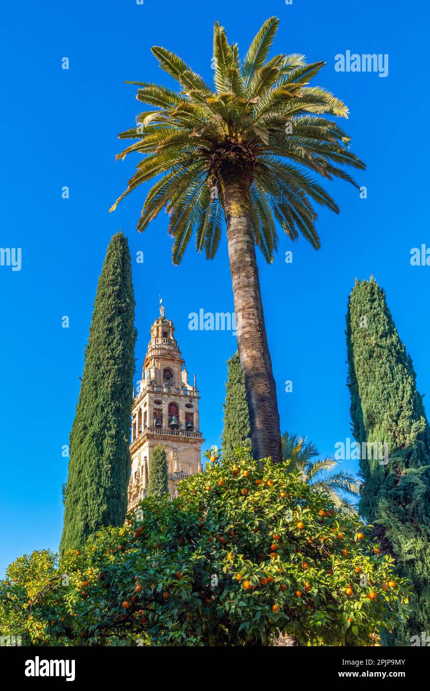 Die Moschee – die Kathedrale von Cordoba und die umliegende Galerie, Cordoba, Andalusien, Spanien, Südwesteuropa Stockfoto