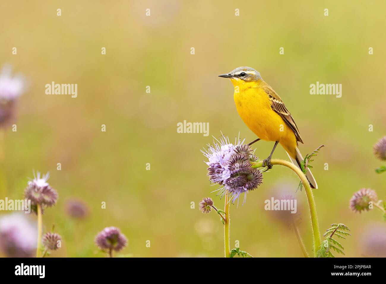 WESTERN Yellow Wagtail Vogel sitzt auf einer Pflanze (Motacilla flava) Stockfoto