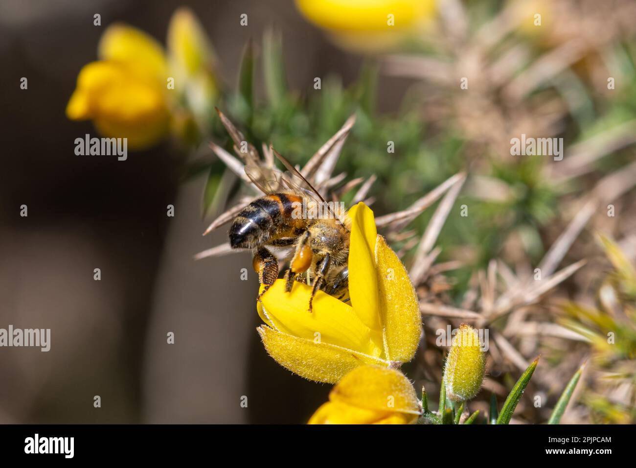 Westliche Honigbiene (APIs mellifera, auch als europäische Honigbiene bezeichnet), die im Frühling in Surrey, England, Nektar und Pollen aus Gänseblümchen sammelt Stockfoto