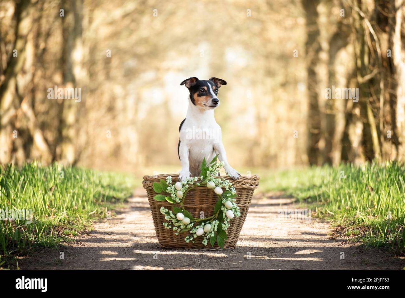 Frühlingsporträt eines Hundes im Korb. Osterferien sind ein Symbol für den Frühling. Stockfoto