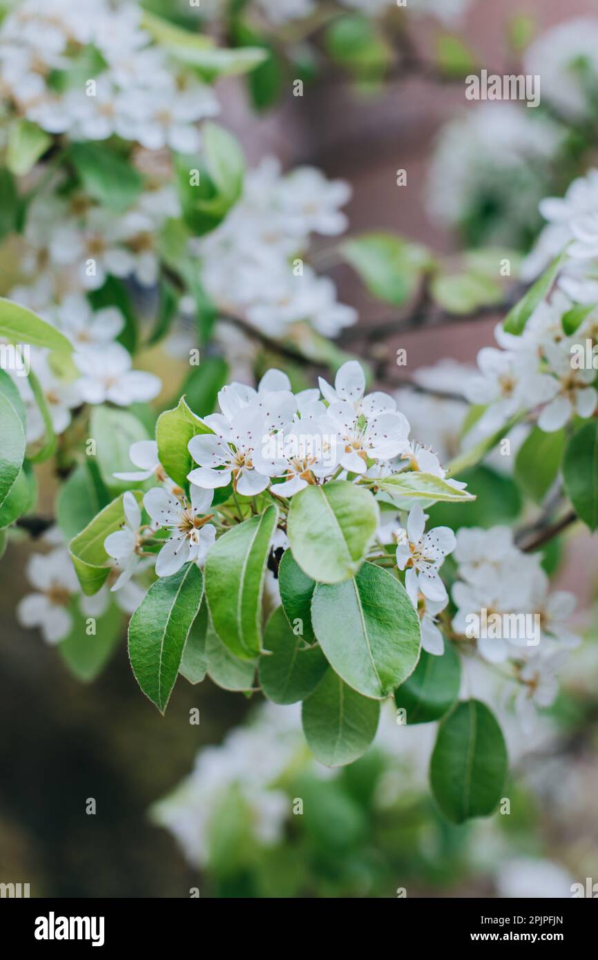 Schöner Zweig mit weißer Blüte in einem Frühlingsgarten. Selektiver Fokus. Stockfoto