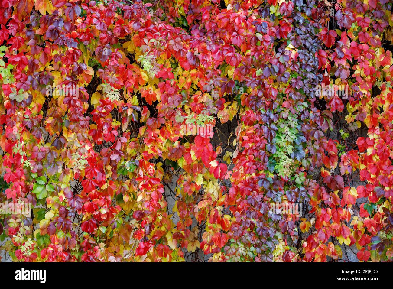 Wunderschöne gezackte rote Blätter von Parthenocissus quinquefolia an sonnigen Tagen. Hintergrund Herbst. Hintergrund, Textur der bunten Herbstblätter von Pa Stockfoto