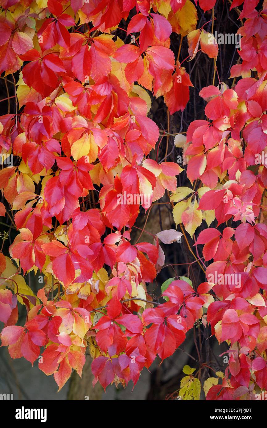 Die Mauer ist im Herbst mit einer Mischung aus roten und gelben Efeu-Blättern oder Parthenocissus trikuspidata bedeckt. Stockfoto