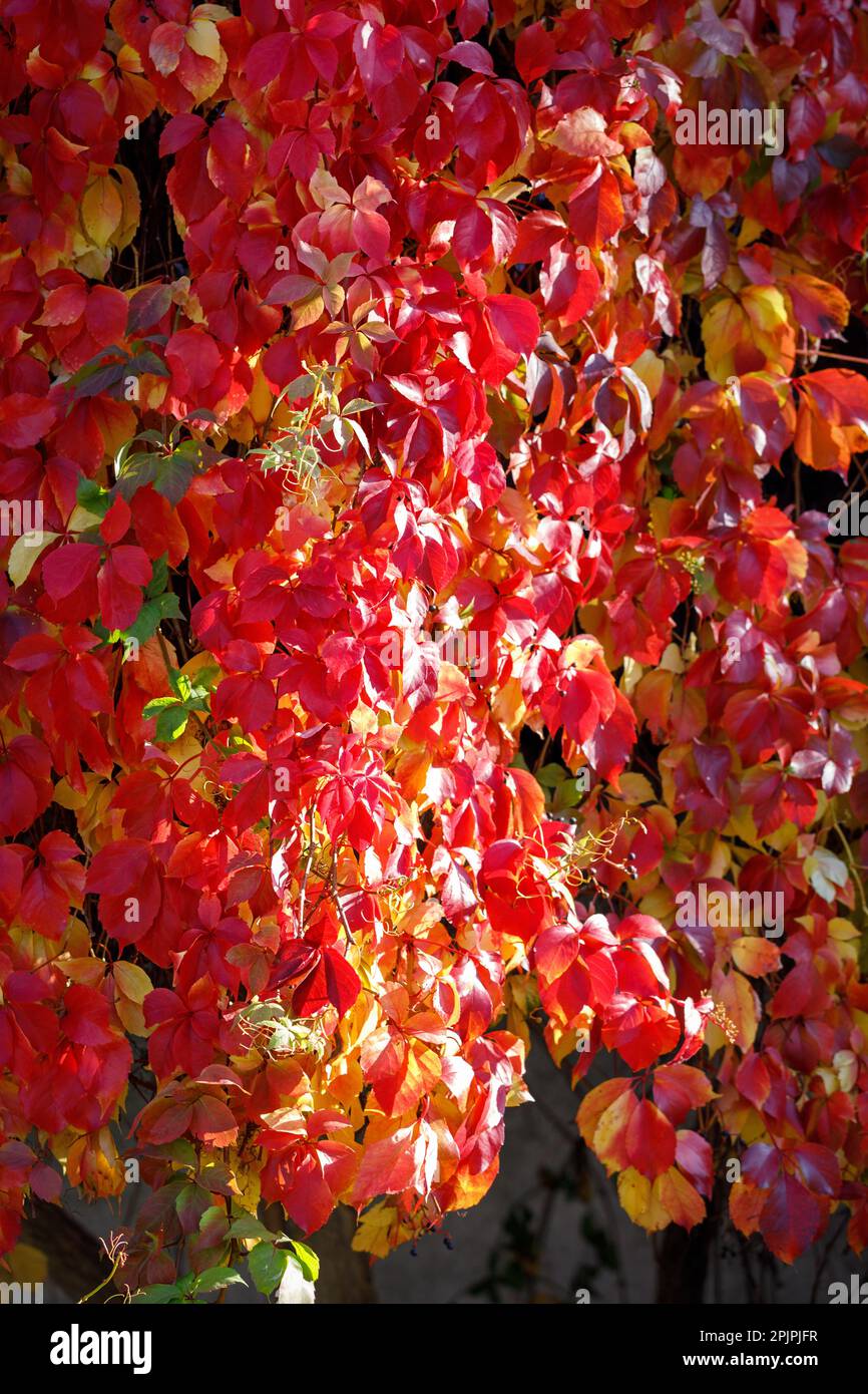 Glänzt in Sonnenlichtblättern von Parthenocissus quinquefolia in Rot, Grün, Gelb und Violett. Stockfoto