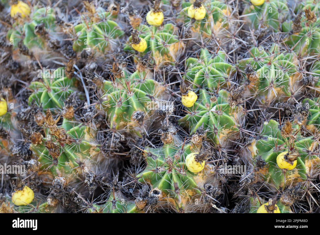 Nahaufnahme einer Gruppe von Ferocactus Robustus cactus von oben Stockfoto