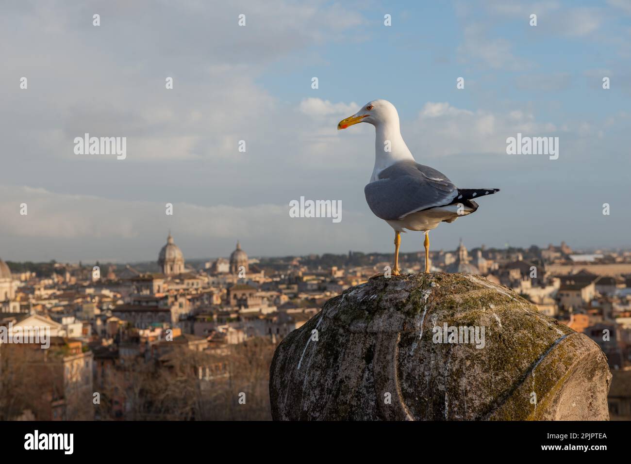 Seagull lehnt sich auf die Hauptstadt, während Sie Rom beobachten Stockfoto