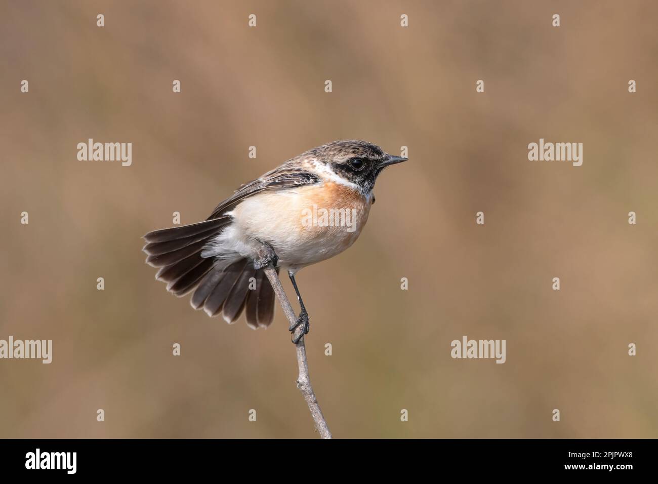 Sibirisches Stonechat oder asiatisches Stonechat (Saxicola maurus) im Großen Rann von Kutch in Gujarat, Indien Stockfoto