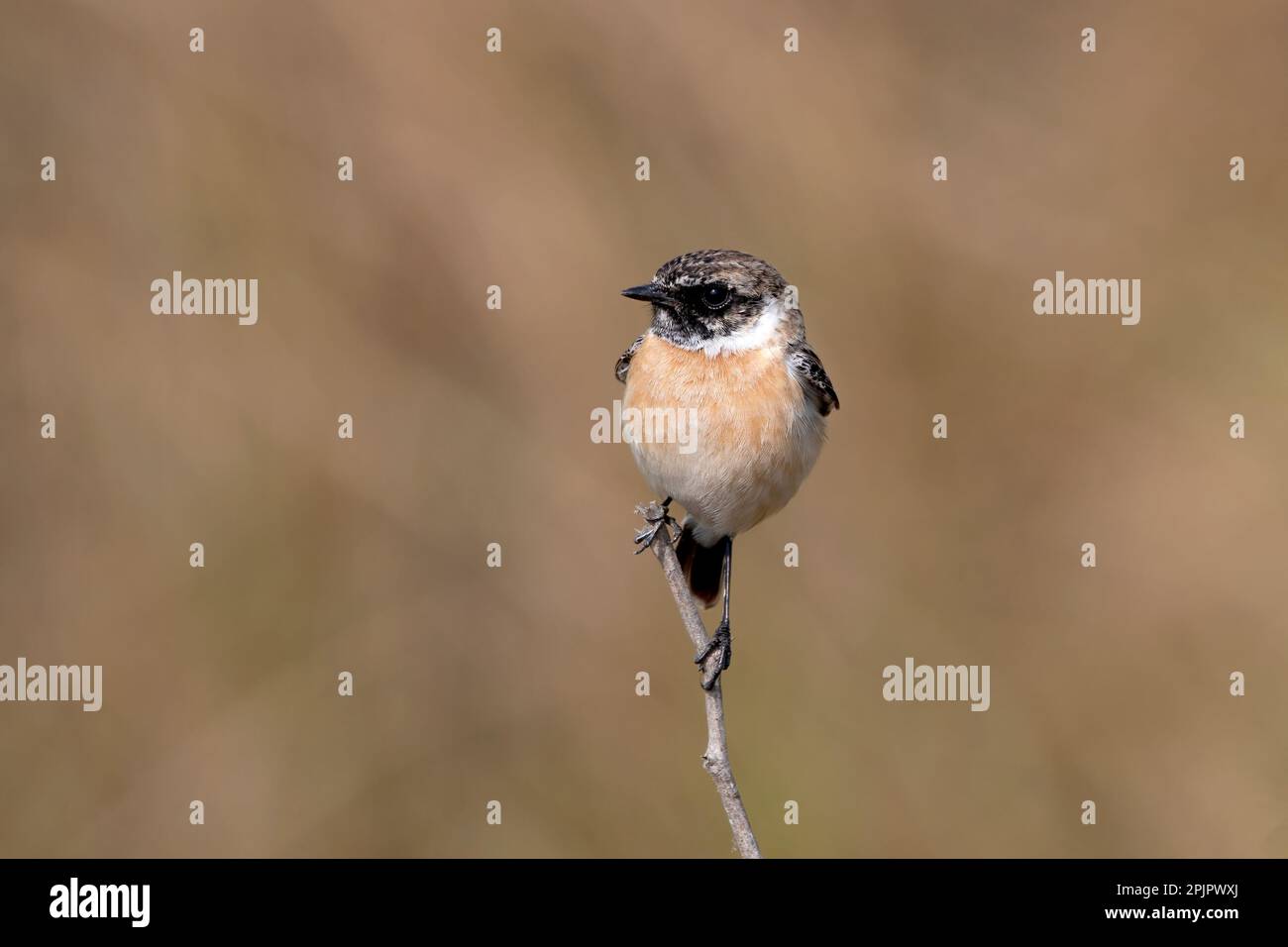Sibirisches Stonechat oder asiatisches Stonechat (Saxicola maurus) im Großen Rann von Kutch in Gujarat, Indien Stockfoto