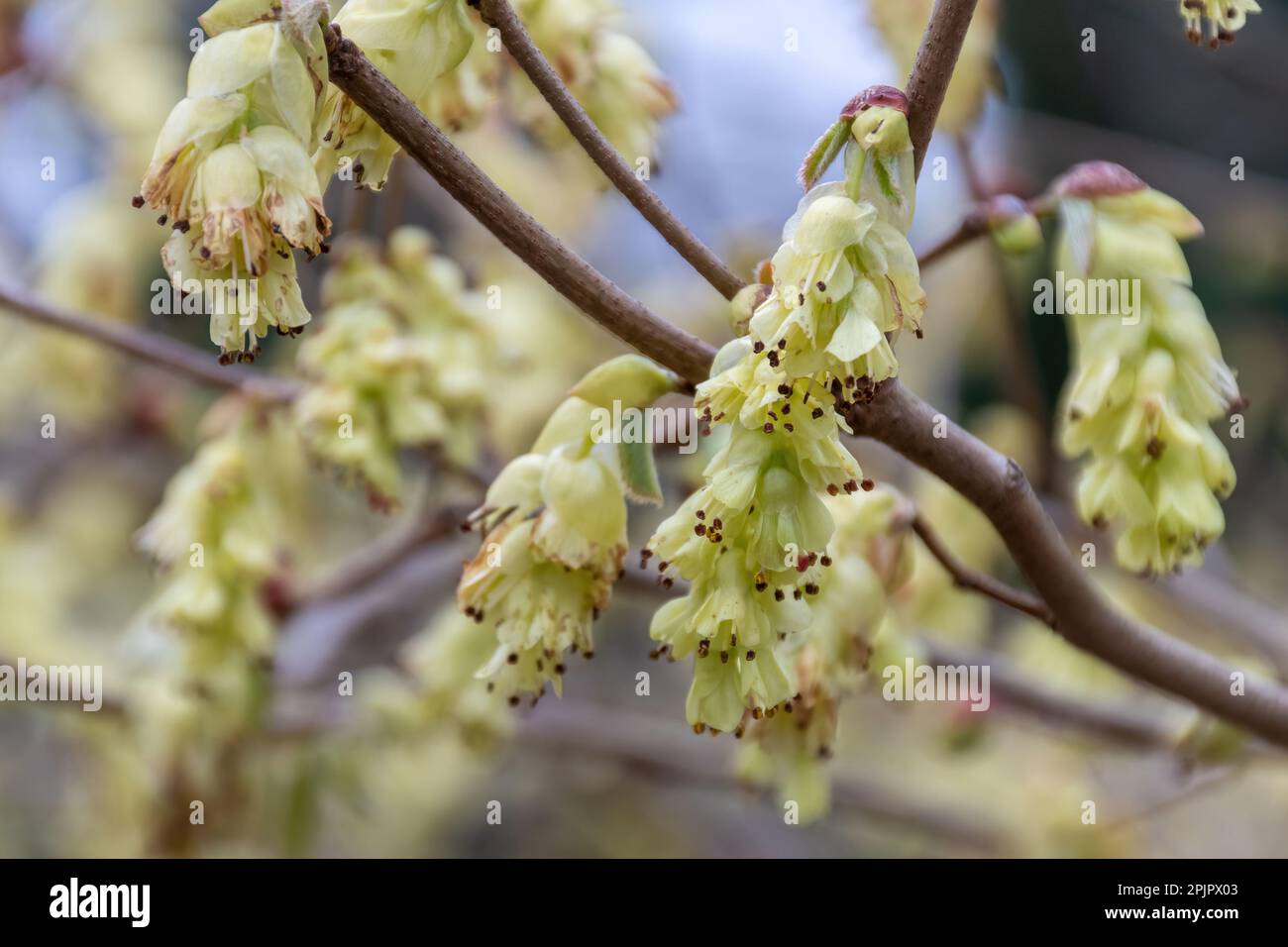Blassgelbe, pendelförmige Duftblumen des Milchstrauchs Corylopsis glabrescens var gotoana Cholippo im Frühling Stockfoto