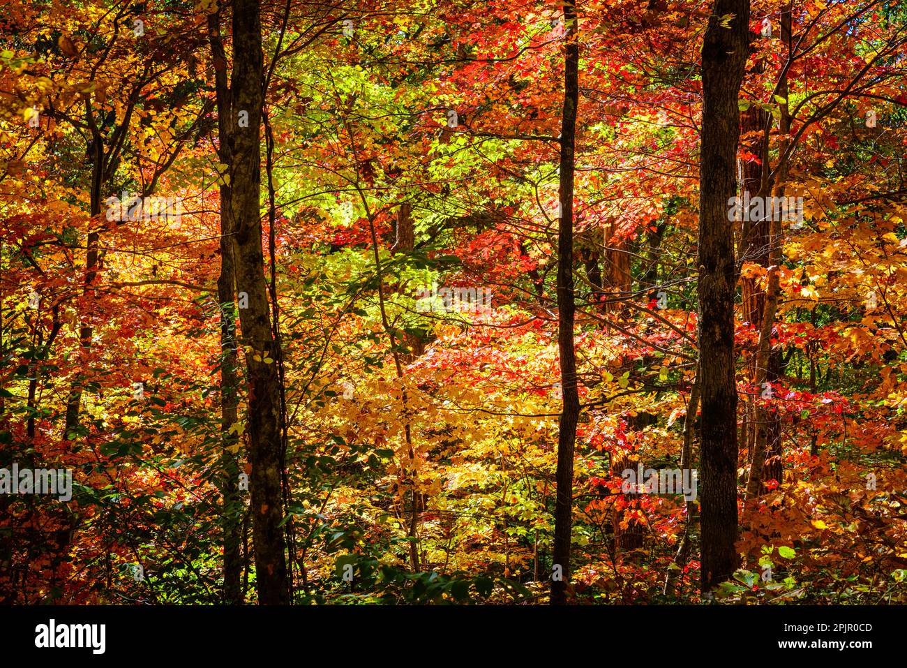 Herbstfarben im Wald bei Asheville, North Carolina Stockfoto
