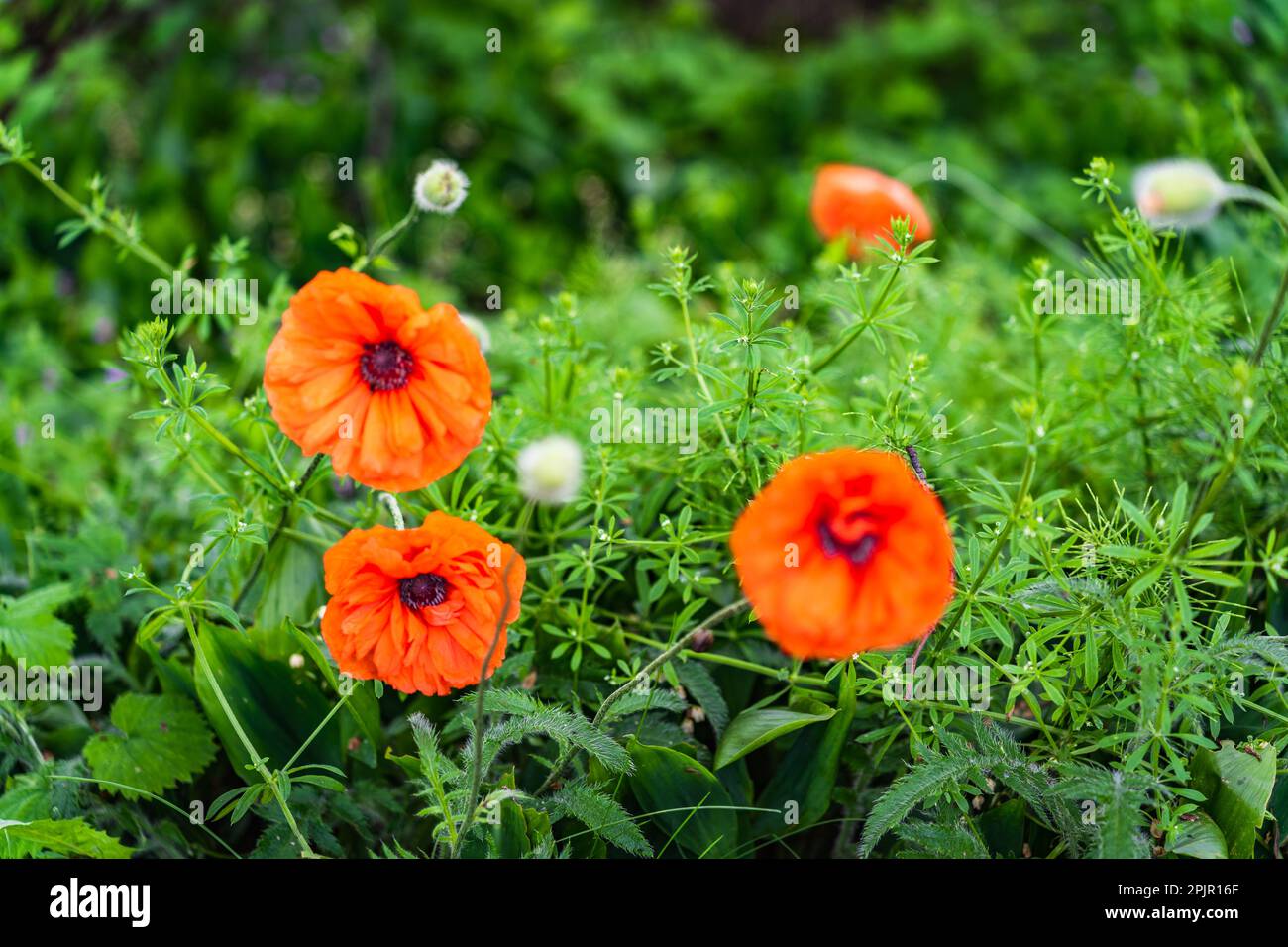 Wildblumenmohn blüht im Frühling mit roten Blumen auf den Feldern Stockfoto