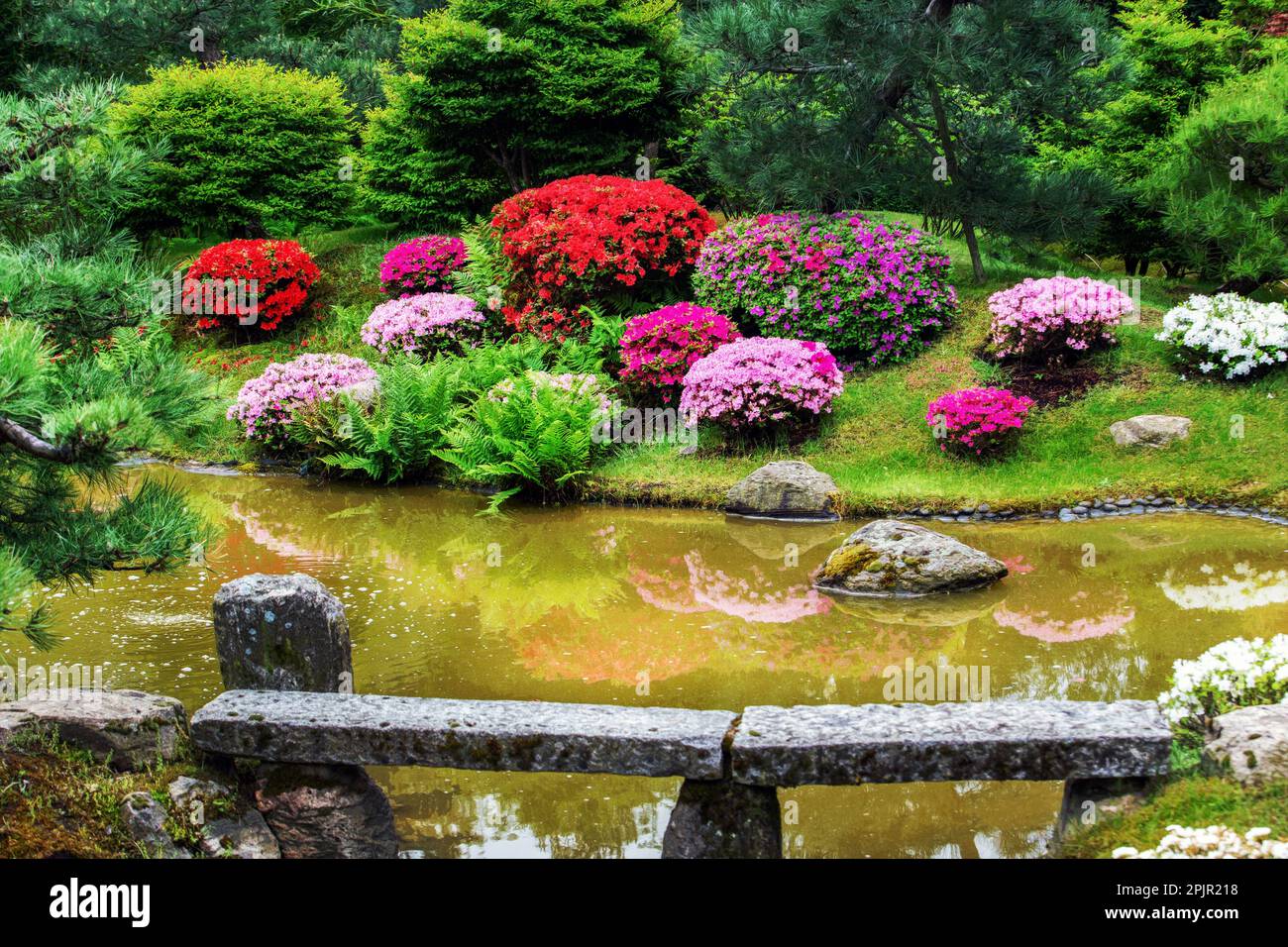 Erstaunliche Kugeln blhender Rhododendron-Bsche im japanischen Garten in  Potsdam (Bonsai japanischer Garten) in Brandenburg Stockfotografie - Alamy