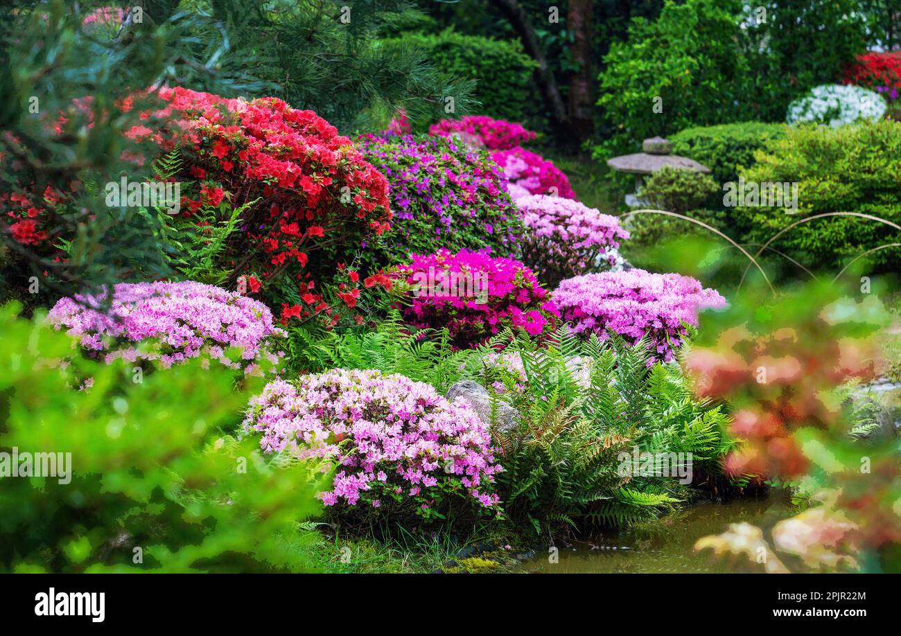 Erstaunliche Kugeln blhender Rhododendron-Bsche im japanischen Garten in  Potsdam (Bonsai japanischer Garten) in Brandenburg Stockfotografie - Alamy