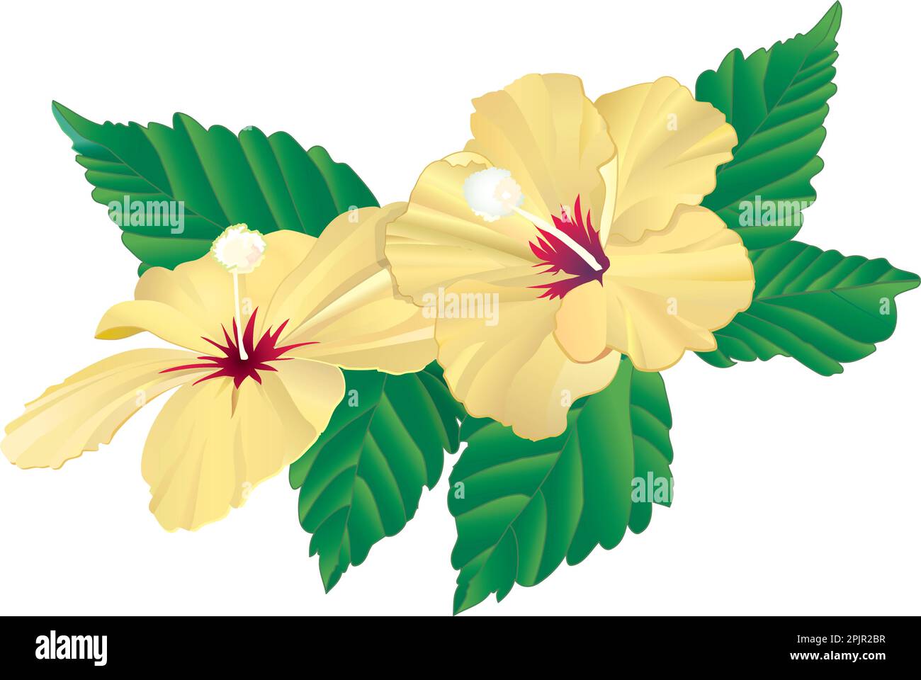 2 Gelber Hibiskus – realistisches, detailliertes und editierbares Vektorbild. Blätter, Blumen und Bühnen befinden sich auf separaten Schichten. Stock Vektor