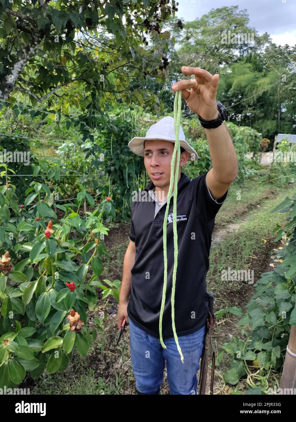 La Fortuna, Costa Rica - Ein Reiseleiter an der Finca Educativa Don Juan (Don Juan Educational Farm) erläutert die Kulturen, die auf dem Bio-Bauernhof angebaut werden. Angebaute Pflanzen o Stockfoto
