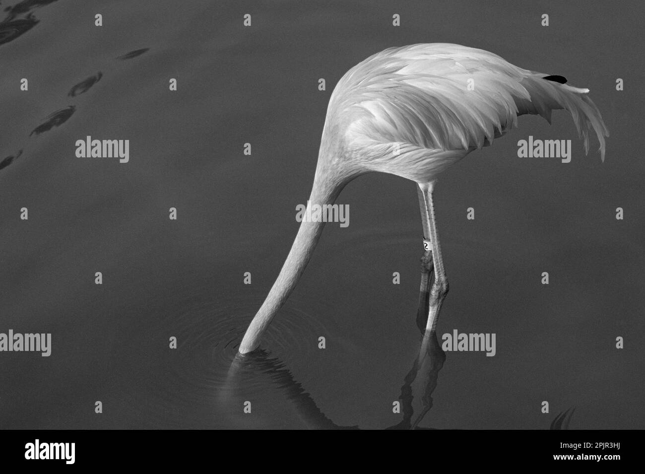 Flamingo mit Kopf in Wasser bei Sea World Adventure Park San Diego Kalifornien USA Stockfoto