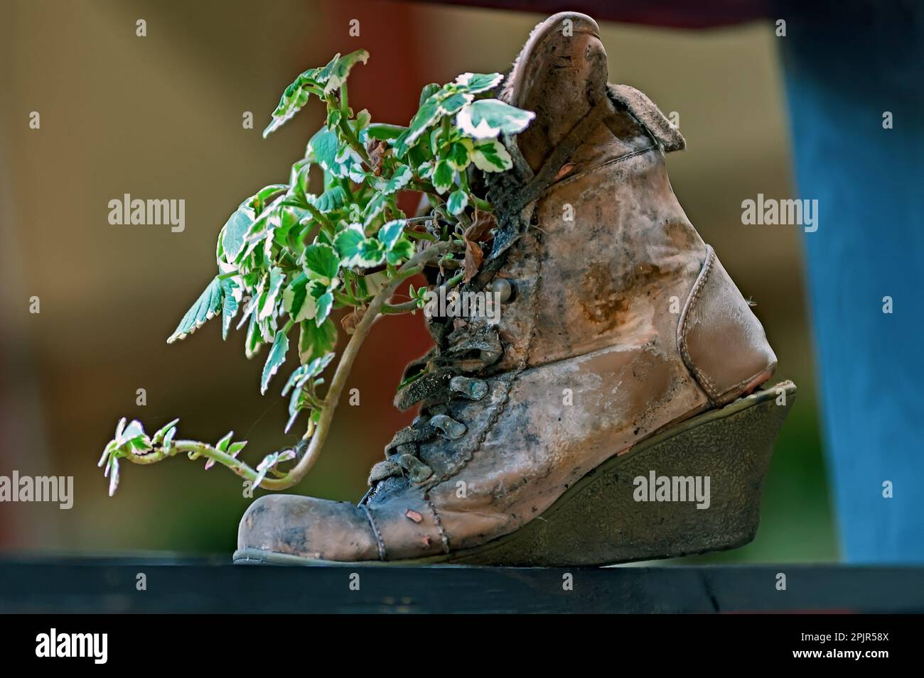 Grüne Pflanze in einem alten Schuh Stockfoto