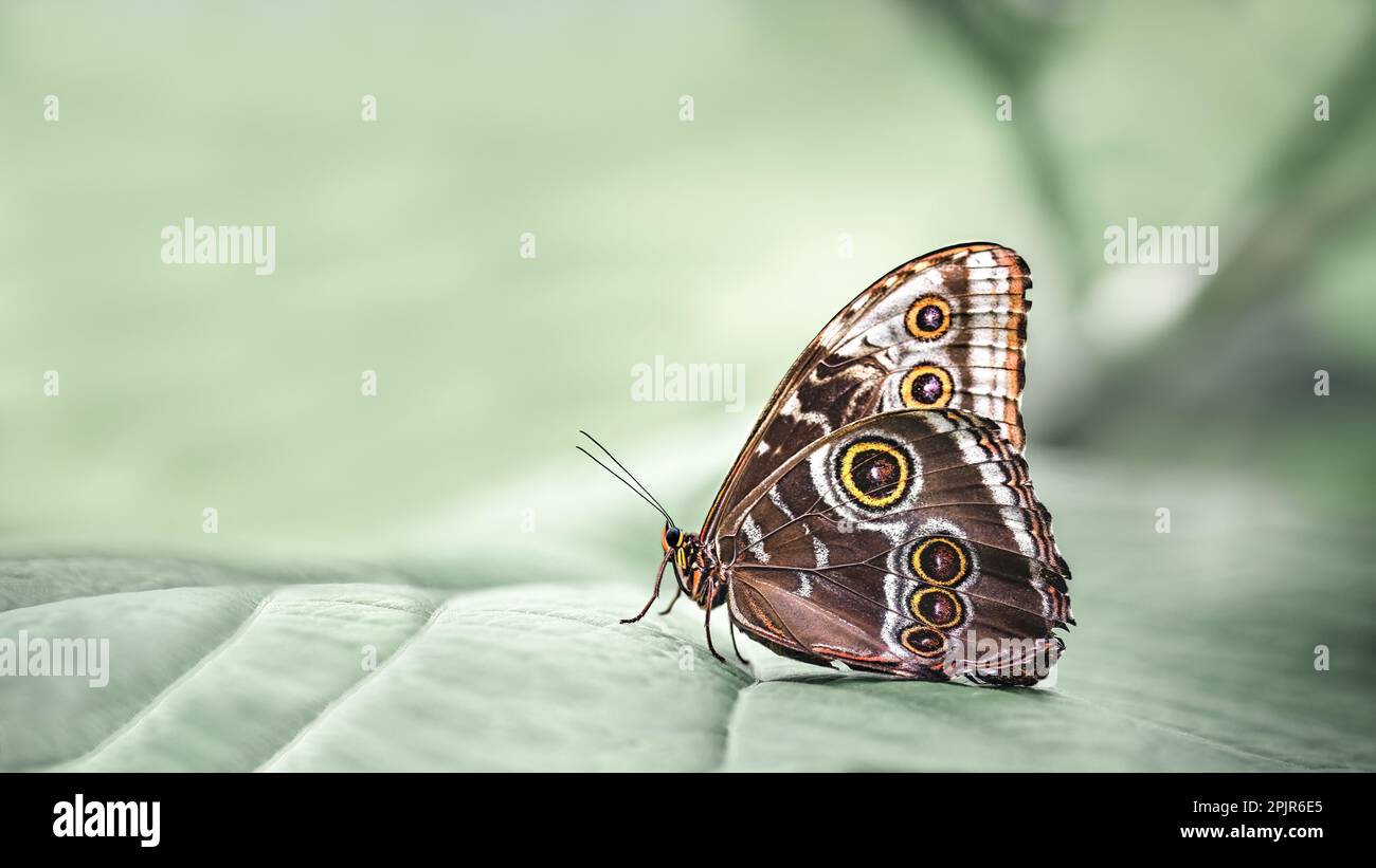 Eine traumhafte Makroseitenaufnahme eines gewöhnlichen blauen Morpho ( Morpho Helenor ) mit geschlossenen Flügeln, auf einem Blatt, pastellfarbener mintgrüner Hintergrund, Kopierraum, negativ Stockfoto