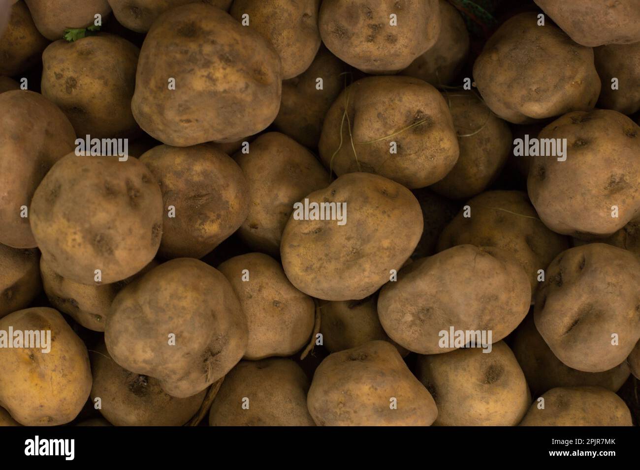 Verschiedene Sorten peruanischer Kartoffeln, Obst und Gemüse aus Peru Stockfoto