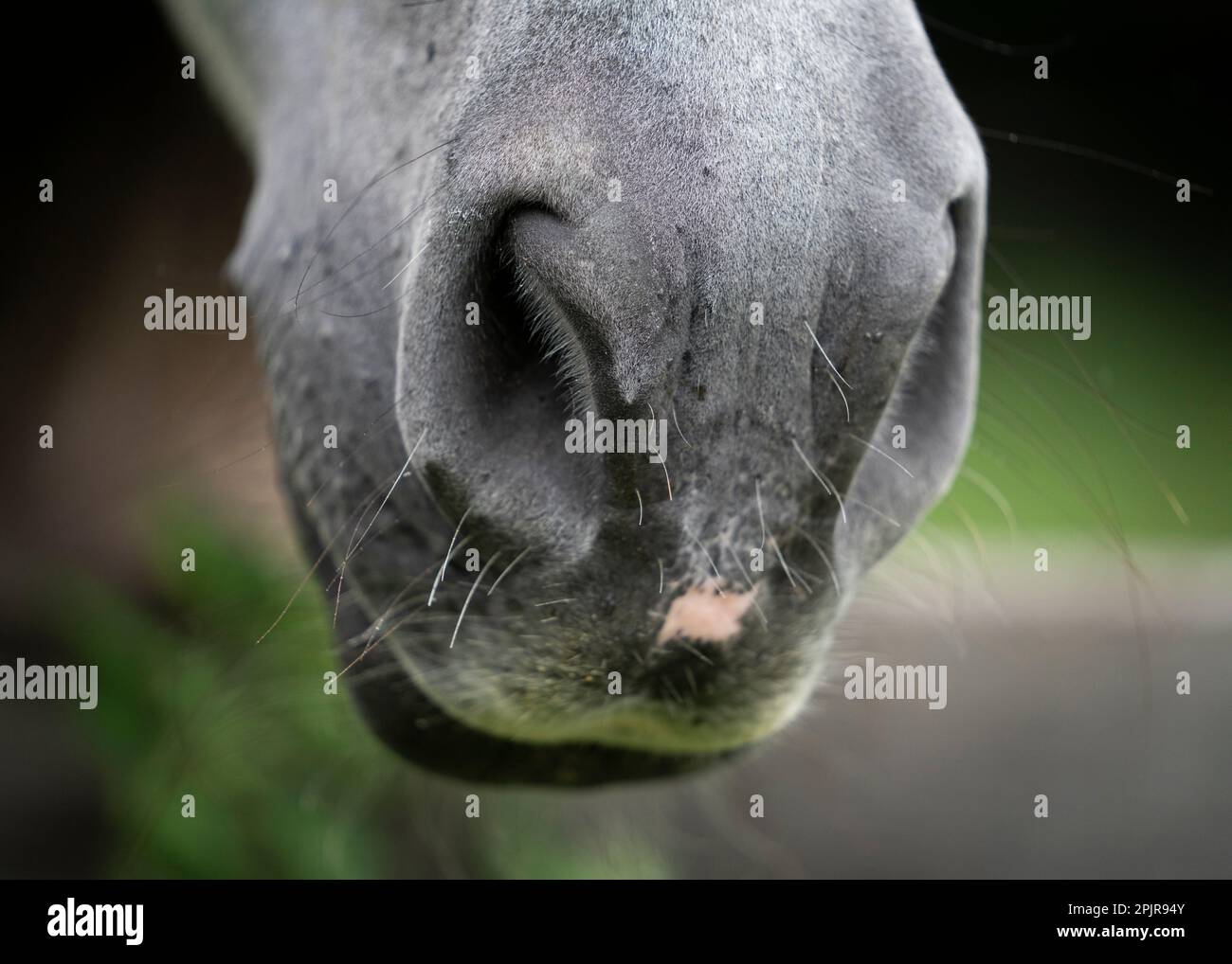 Nahaufnahme eines grauen Pferdemuschels Stockfoto