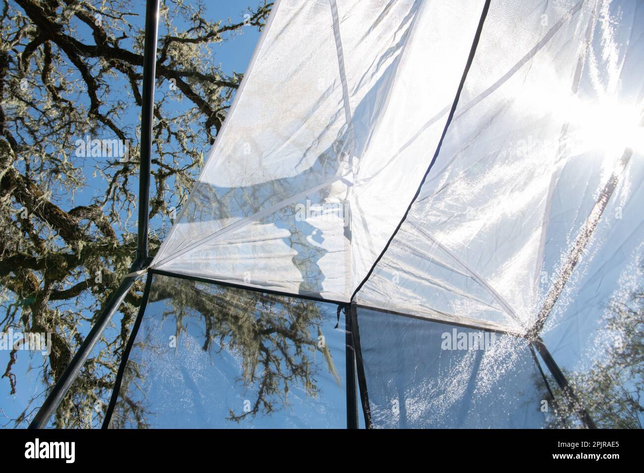 Eine Malaisfalle, eine Art Zeltfalle zur Sammlung fliegender Insekten durch Entomologen. Das ist in Oak Savannah in Kalifornien. Stockfoto