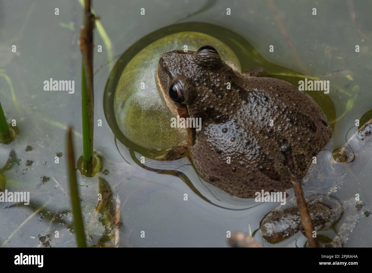 Der Chorfrosch (Pseudacris sierra) ruft an und spricht mit einem aufgeblasenen Halsack aus einem Vernalteich im Santa Calra County, Kalifornien. Stockfoto