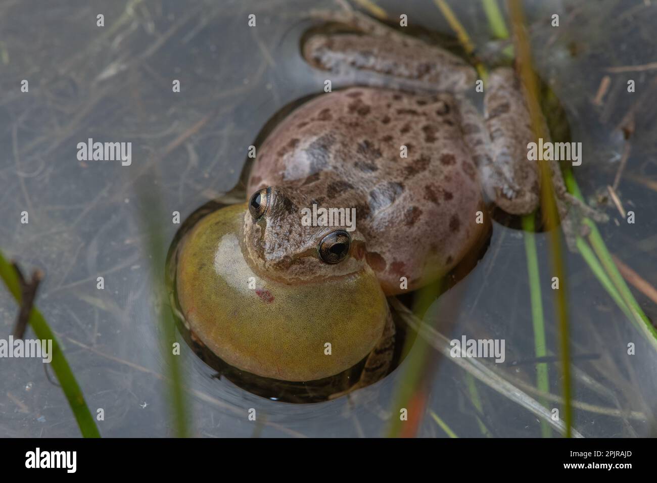 Der Chorfrosch (Pseudacris sierra) ruft an und spricht mit einem aufgeblasenen Halsack aus einem Vernalteich im Santa Calra County, Kalifornien. Stockfoto