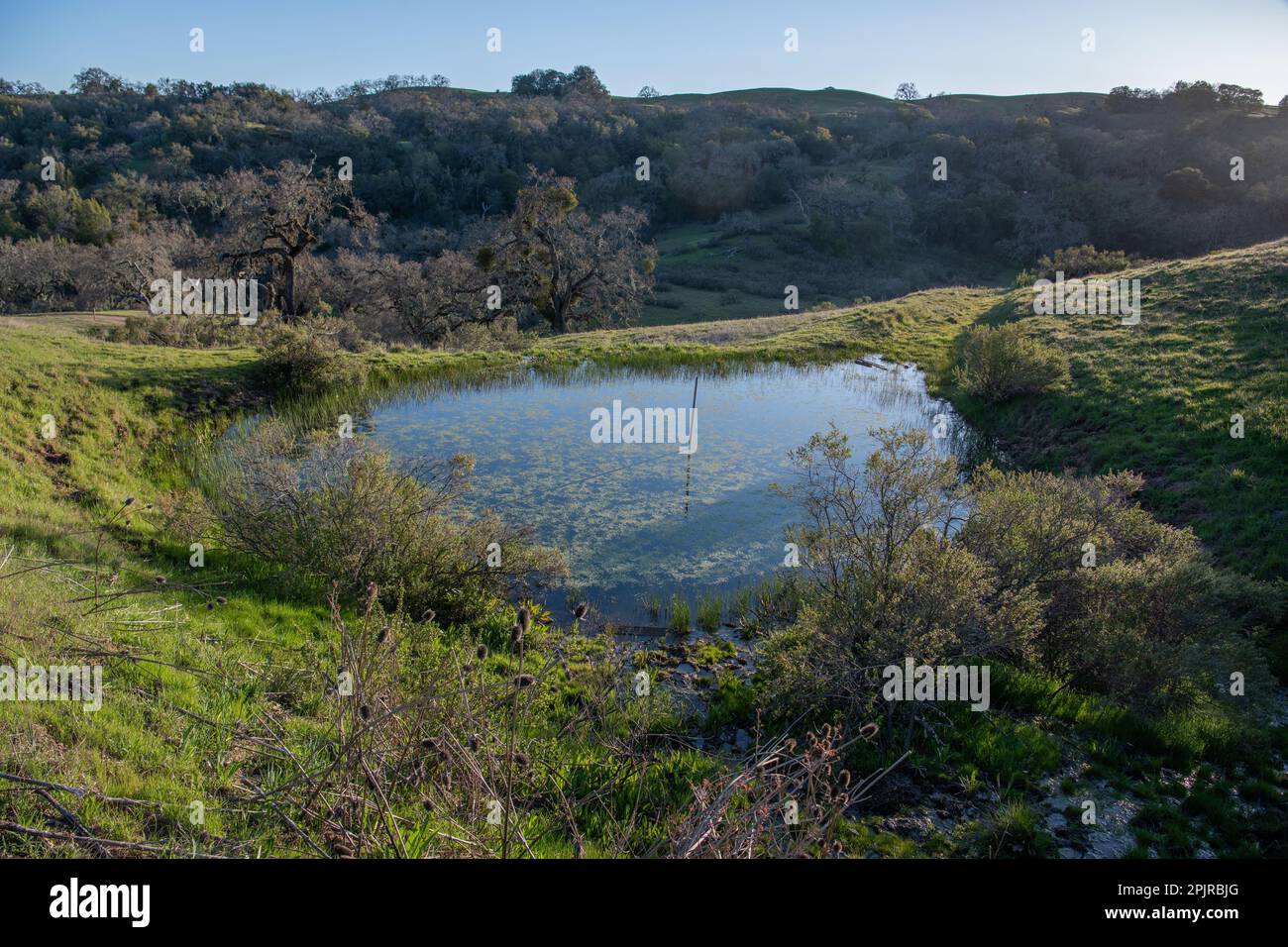 Ein Teich auf dem Land im Santa Clara County, Kalifornien, USA. Stockfoto