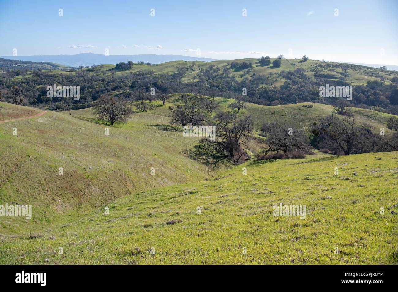 Die Landschaft und die sanften Hügel der kalifornischen Landschaft, die Savanne aus Eichen ist übersät mit Eichen. Stockfoto