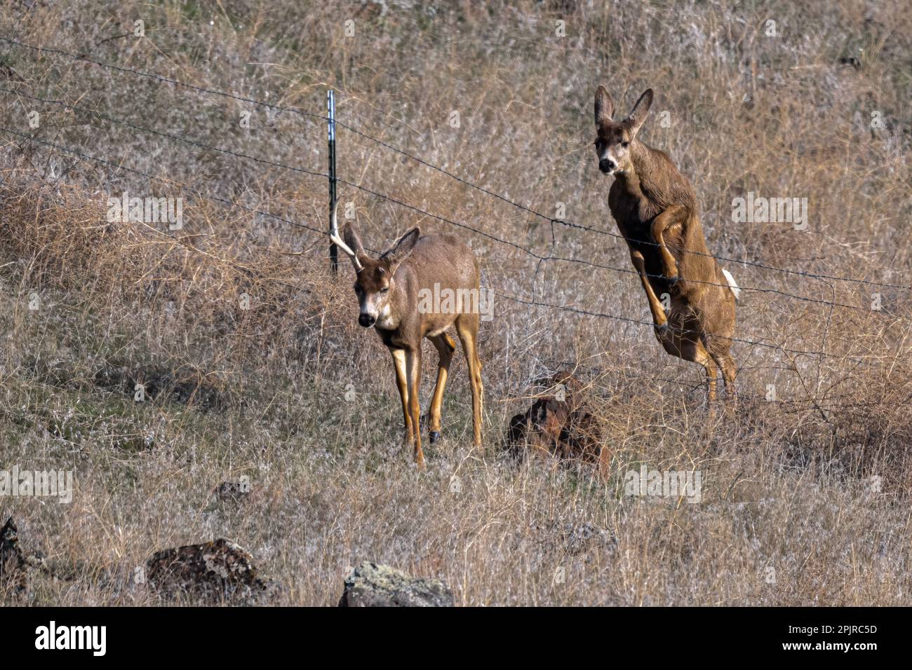 Maultier (Odocoileus hemionus) springt über einen Zaun Stockfoto