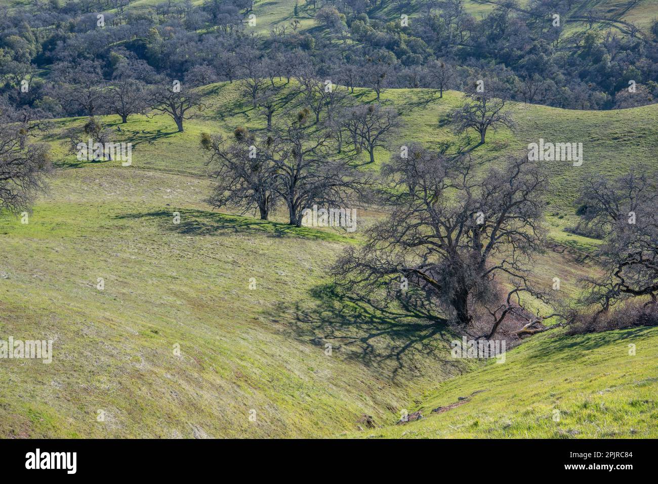 Die Landschaft und die sanften Hügel der kalifornischen Landschaft, die Savanne aus Eichen ist übersät mit Eichen. Stockfoto