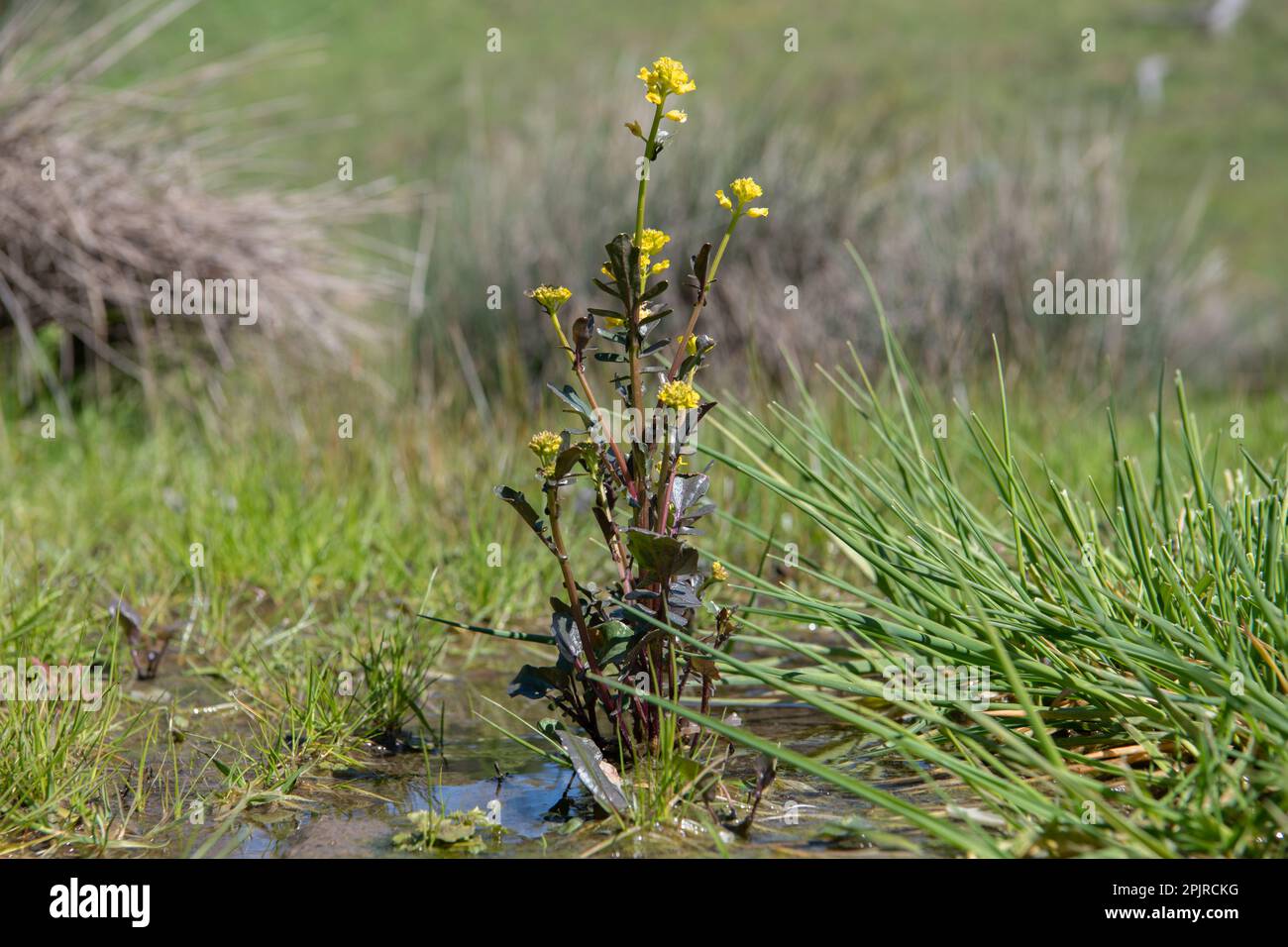 American Yellowrocket, Barbarea orthoceras, die auf einer nassen Wiese im Santa Clara County, Kalifornien, USA, wachsen und blühen. Stockfoto