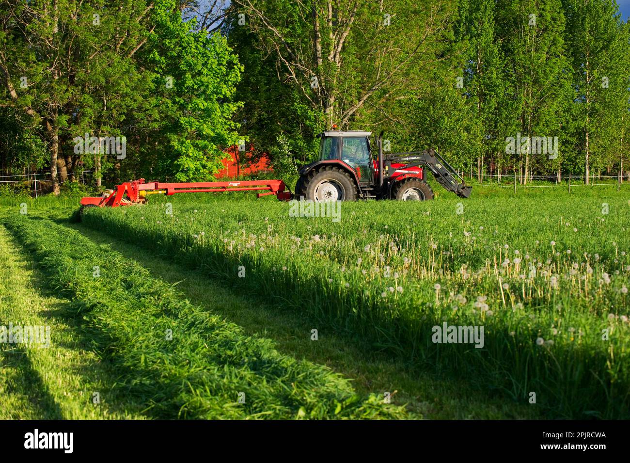 Massey Ferguson-Traktor mit Kverneland-Mäher, Mähen von Grassilage, Schweden Stockfoto