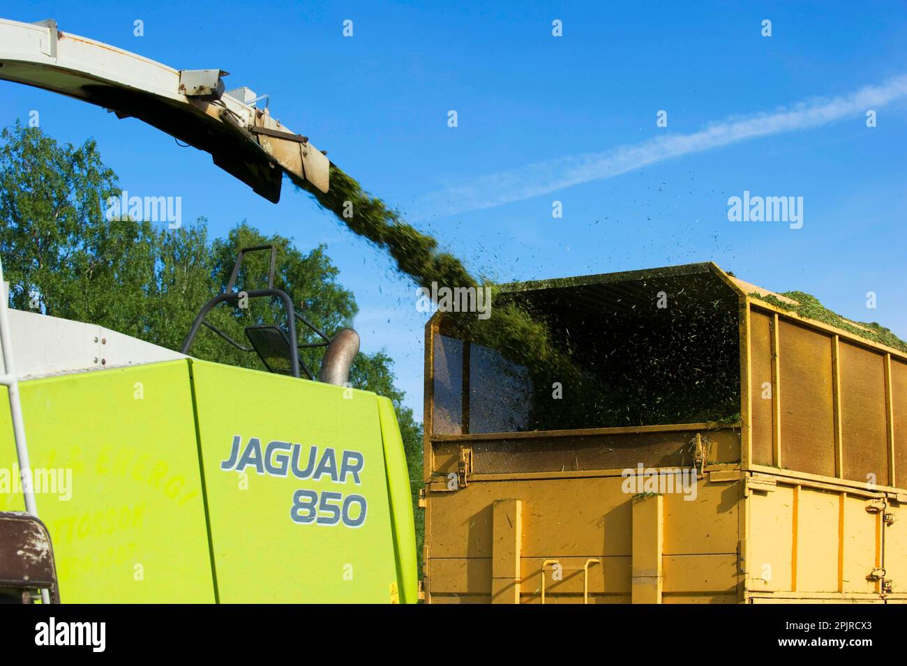 Claas Jaguar 850 Feldhäcksler, Mähen von Gras für Silage und Ladewagen, Alunda, Uppsala, Schweden Stockfoto