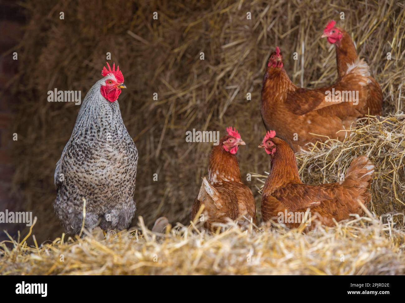 Hähnchen, Kreuzhahn und Hennen in der Strohscheune, Cumbria, England, Vereinigtes Königreich Stockfoto