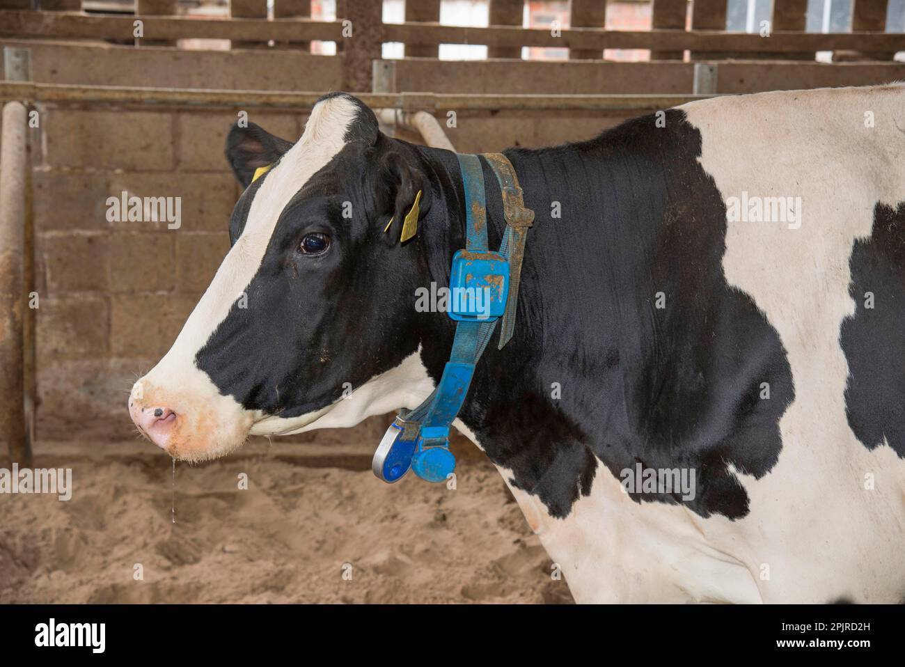Hausrinder, Holstein-Rinder, Nahaufnahme des Kopfes, mit Halsband und  Transponder, in Cubicle House, Cheshire, England, Vereinigtes Knigreich  Stockfotografie - Alamy