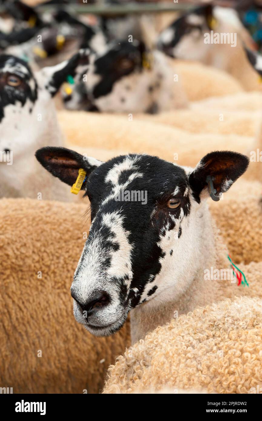 Schafzucht, Maultierjäger Zucht Mutterschafe in Buchten beim Verkauf, Thame Sheep Fair, Oxfordshire, England, Vereinigtes Königreich Stockfoto