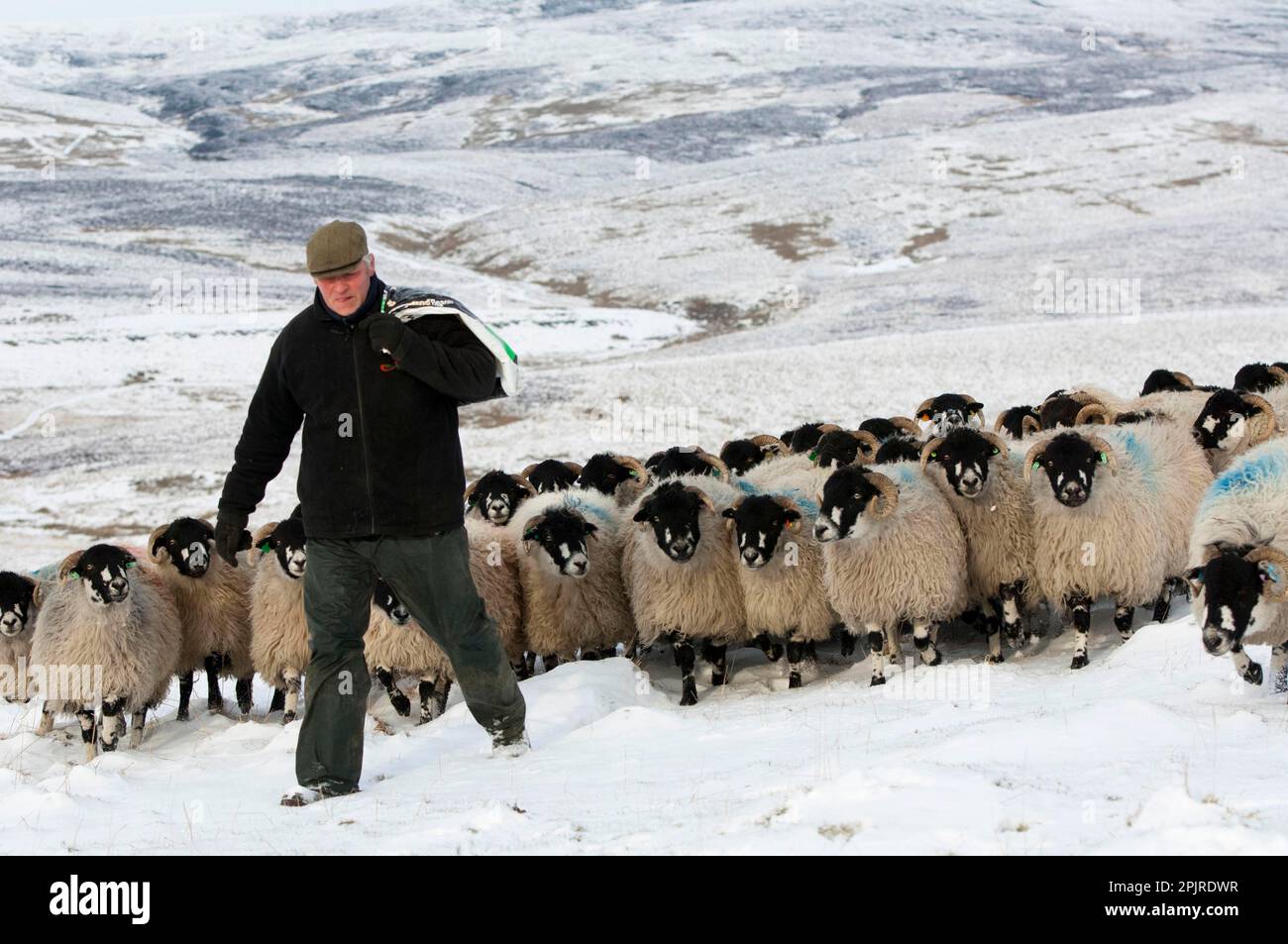 Schafzucht, Schäfer mit Futterbeutel, der Dalesbred Herde durch schneebedeckte Moorlandschaft führt, North Yorkshire, England, Vereinigtes Königreich Stockfoto