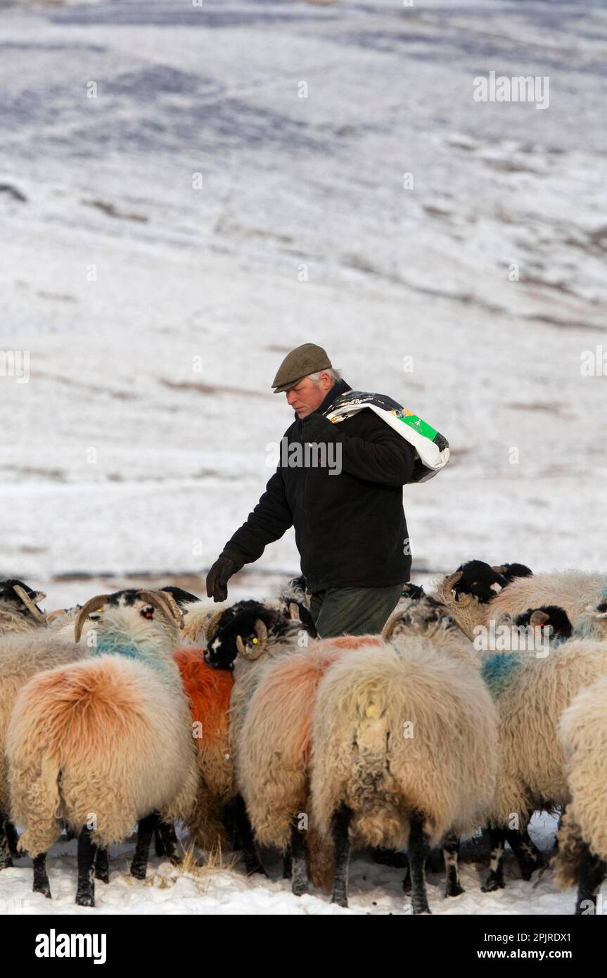 Schafzucht, Schäfer mit Futterbeutel, der Dalesbred Herde durch schneebedeckte Moorlandschaft führt, North Yorkshire, England, Vereinigtes Königreich Stockfoto