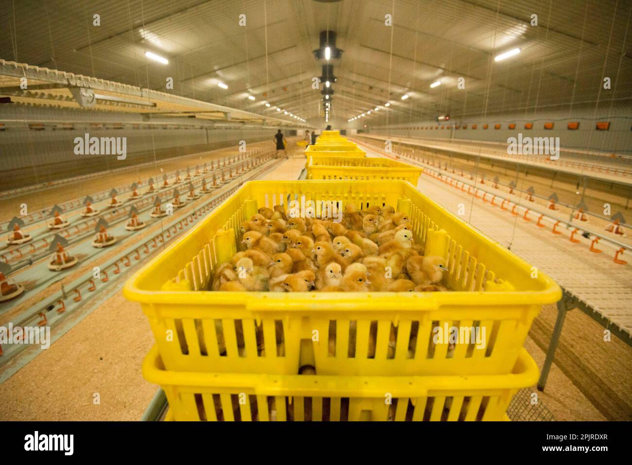 Hühnerzucht, Legehennen, die darauf warten, in Aufzuchtgebäude verbracht zu werden, Preston, Lancashire, England, Vereinigtes Königreich Stockfoto
