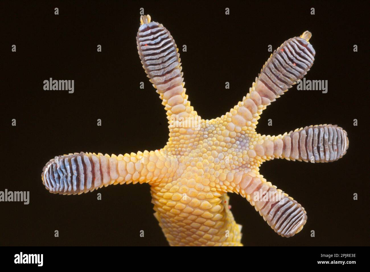 Maurischer Gecko (Tarentola mauritanica), Erwachsene, Nahaufnahme der Fußunterseite mit Zehenpolstern, Italien Stockfoto