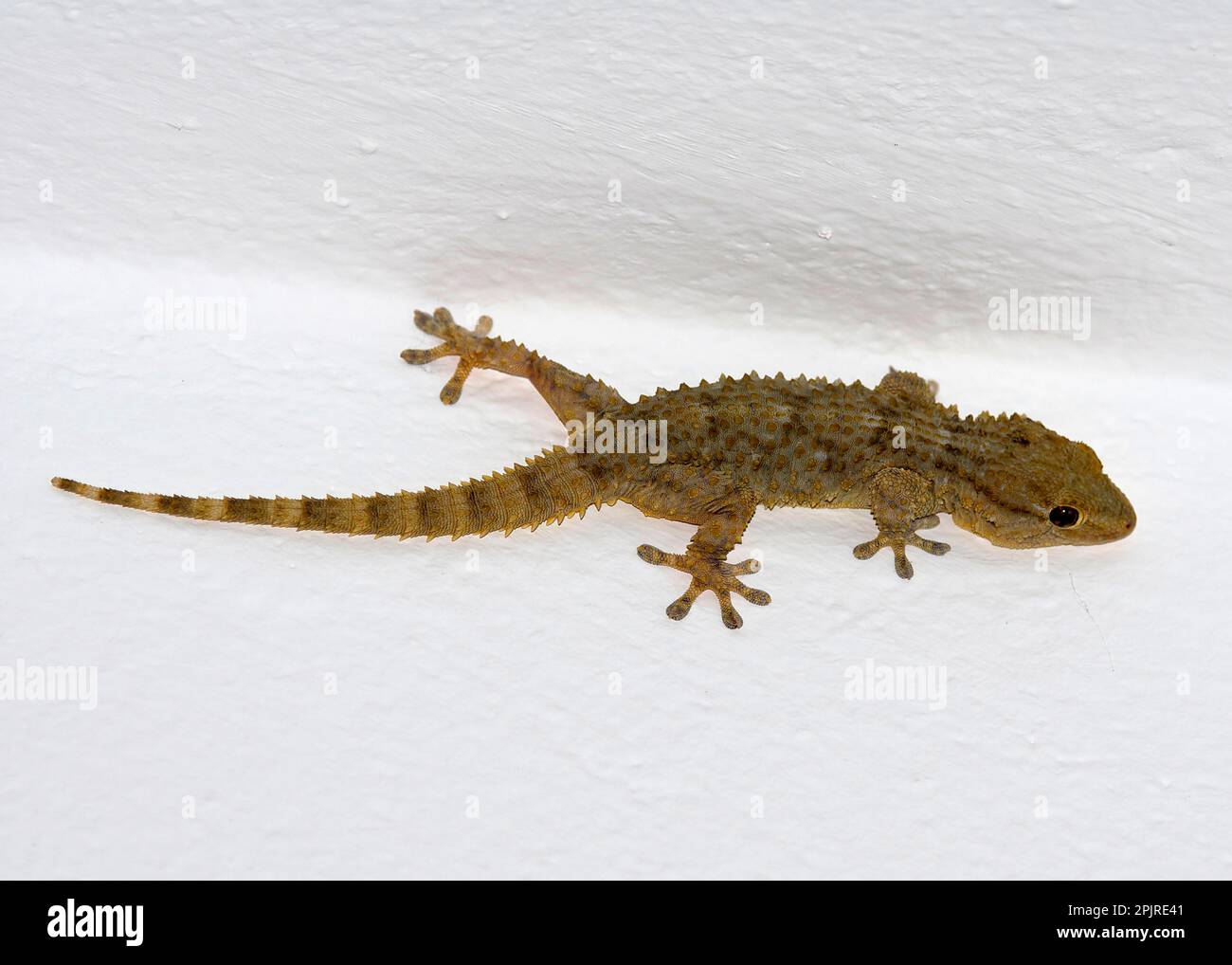 Maurischer Gecko (Tarentola mauritanica), erwachsen, an der Wand, Es Grau, Minorca, Balearen, Spanien Stockfoto