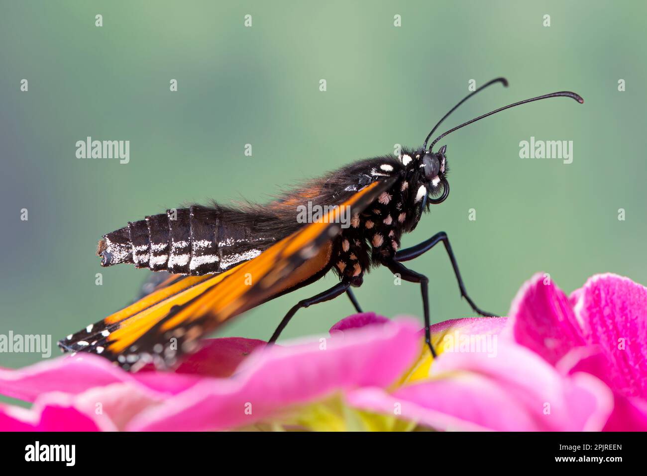 Haariger Schmetterling - Seitenansicht eines männlichen Monarchen-Schmetterlings (danaus plexippus), der seinen Körper und seine Seten/Haare zeigt Stockfoto