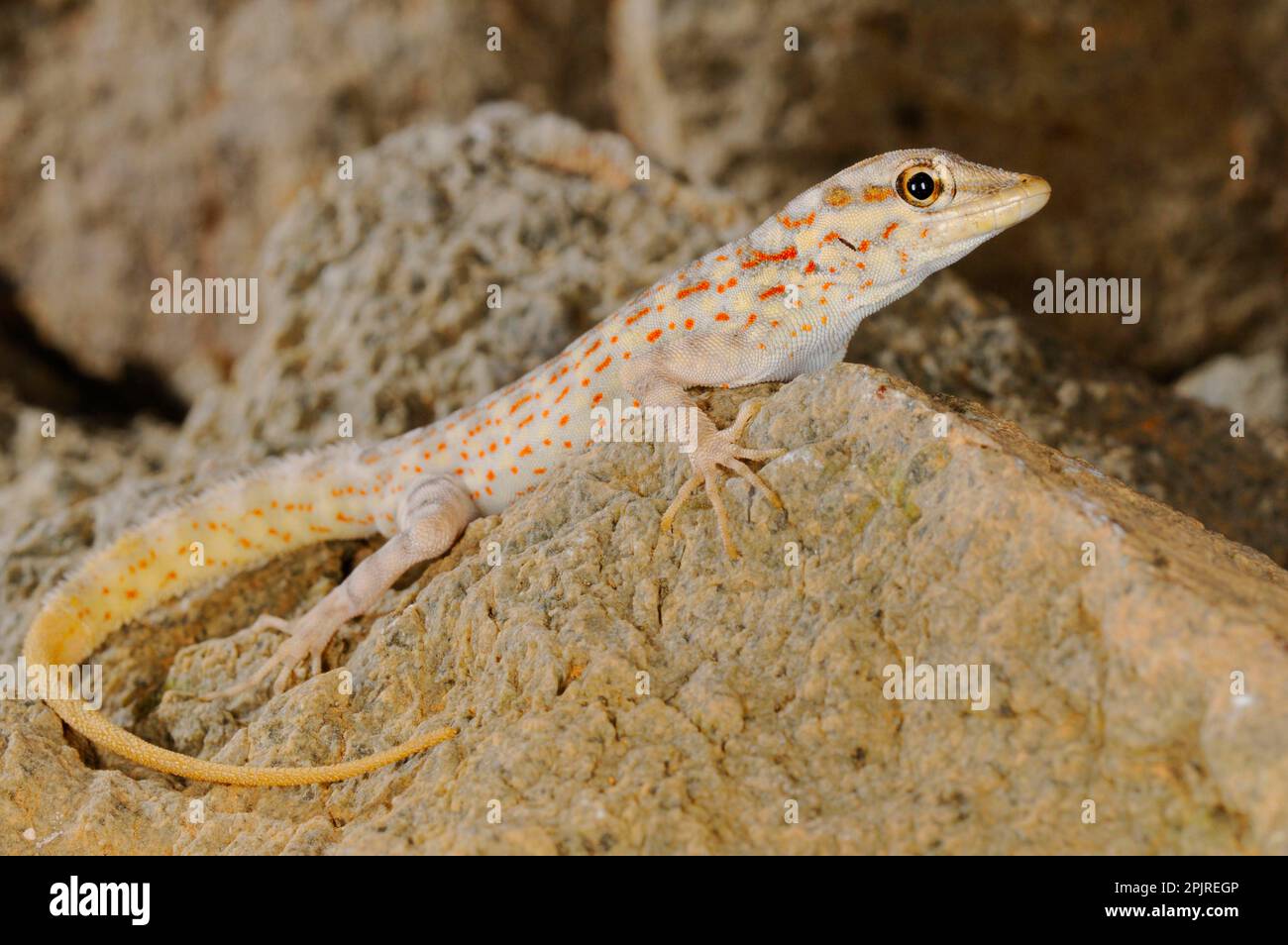 pristurus-abdelkuri-fotos-und-bildmaterial-in-hoher-aufl-sung-alamy