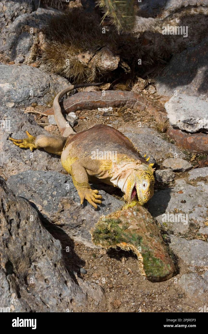 Land Iguana (Conolophus subcristatus), südliche plaza-Insel, Galapagos, Reptil, Darwin, Essen Stockfoto