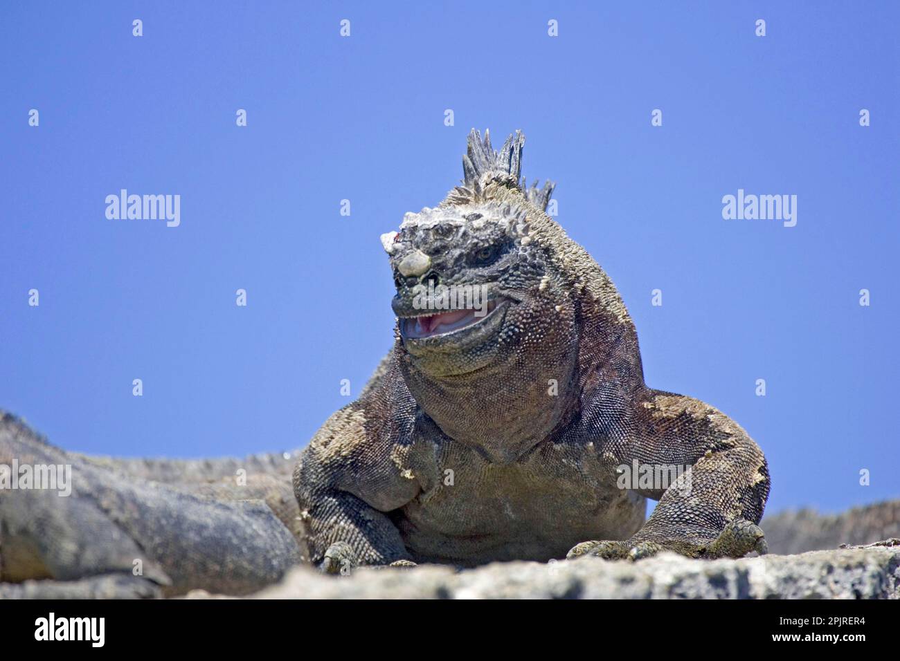 Iguana (Amblyrhynchus cristatus albemarlensis), isabela, Galapagos, Reptil, Darwin, Ektothermisch Stockfoto