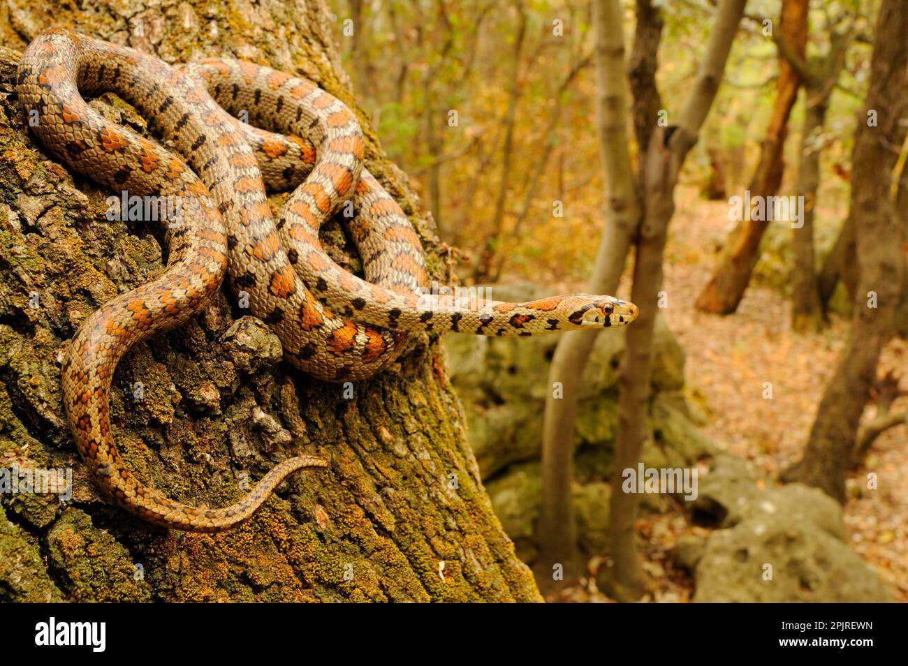 Europäischer Ratnake (Zamenis situla), ausgewachsen, auf Baumstamm im Waldlebensraum, Kroatien Stockfoto