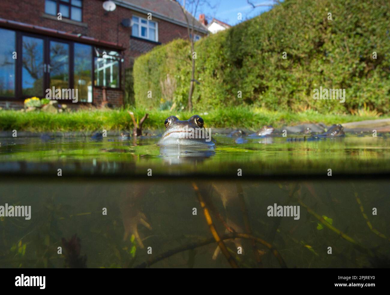 Frosch (Rana temporaria), Erwachsene, Laichen im Gartenteich, Yorkshire, England, Vereinigtes Königreich Stockfoto