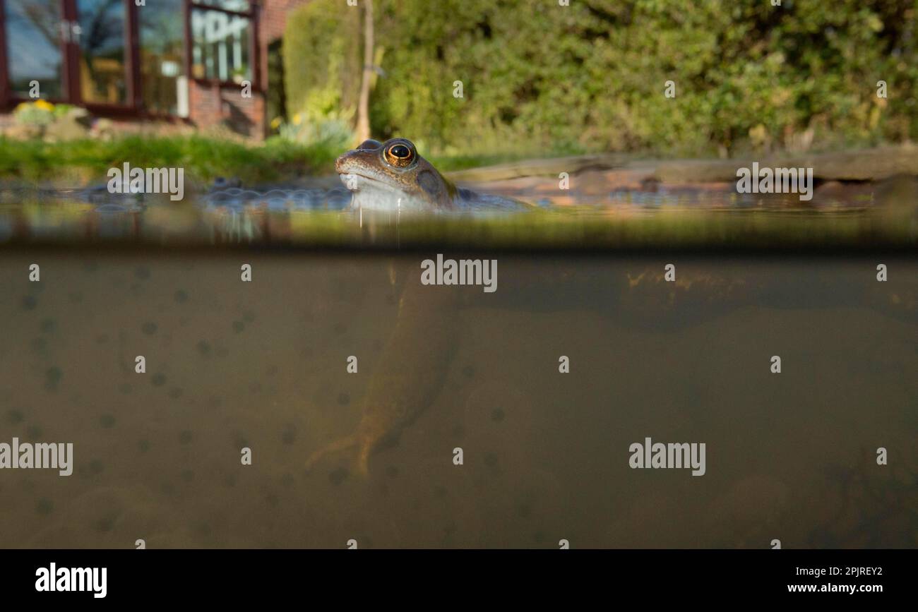 Gemeiner Frosch (Rana temporaria), Erwachsene, Laichen im Gartenteich, Yorkshire, England, Vereinigtes Königreich Stockfoto